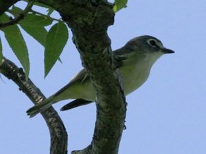 Blue-headed Vireo